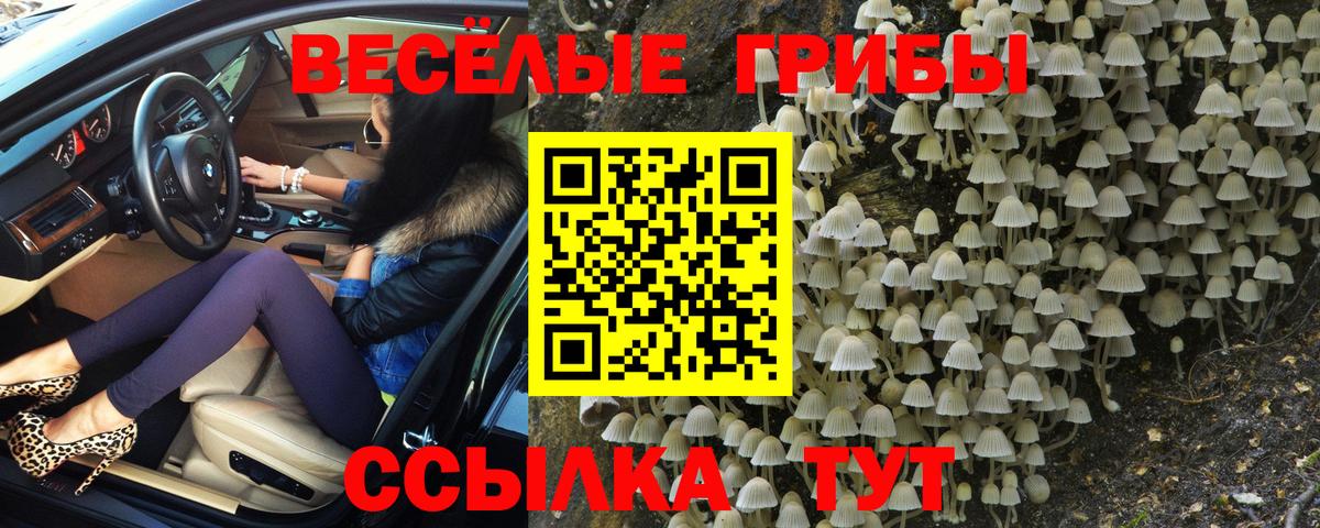 Балаково  Псилоцибиновые грибы Psilocybe  Вход с VPN 